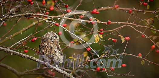 Eurasian scops owl (Otus scops) - Small scops owl on a branch in autumnal forest, its natural habitat Eurasian scops owl (Otus scops) - Small scops owl on a branch in autumnal forest, its natural habitat
