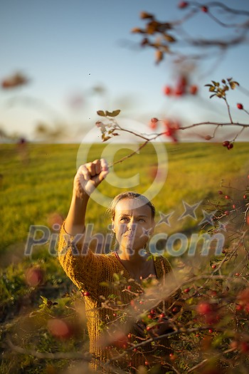 Pretty, young woman collecting rosehip fruit in autumn nature