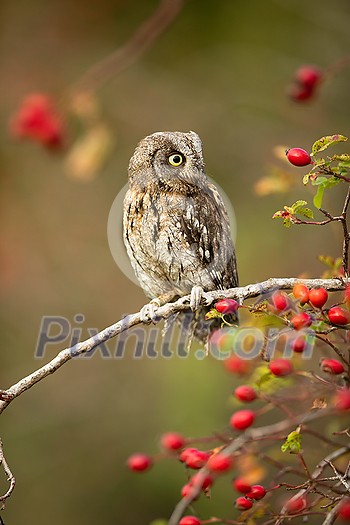 Eurasian scops owl (Otus scops) - Small scops owl on a branch in autumnal forest Eurasian scops owl (Otus scops) - Small scops owl on a branch in autumnal forest