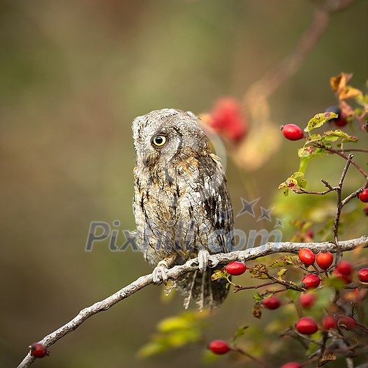 Eurasian scops owl (Otus scops) - Small scops owl on a branch in autumnal forest Eurasian scops owl (Otus scops) - Small scops owl on a branch in autumnal forest