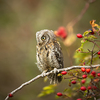 Eurasian scops owl (Otus scops) - Small scops owl on a branch in autumnal forest