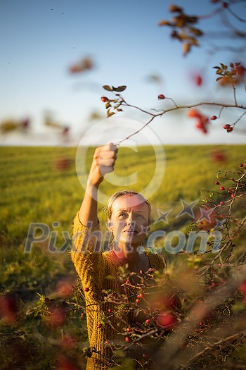 Pretty, young woman collecting rosehip fruit in autumn nature