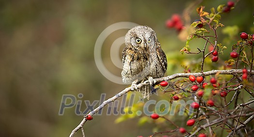 Eurasian scops owl (Otus scops) - Small scops owl on a branch in autumnal forest Eurasian scops owl (Otus scops) - Small scops owl on a branch in autumnal forest