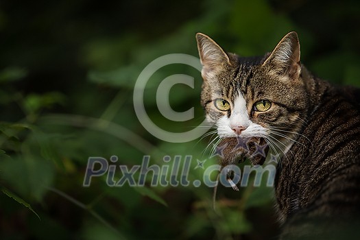 Cat hunter with a caught mouse in her mouth Cat hunter with a caught mouse in her mouth