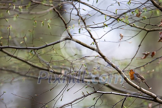 The European robin (Erithacus rubecula) known simply as the robin or robin redbreast The European robin (Erithacus rubecula) known simply as the robin or robin redbreast