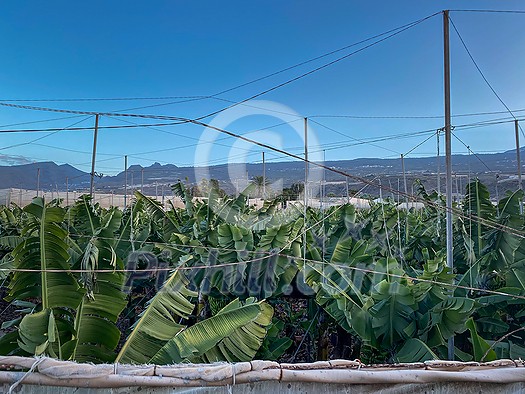 Banana plantation - Banana trees in the garden by the sea, Tenerife, The Canary Islands