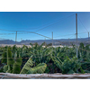 Banana plantation - Banana trees in the garden by the sea, Tenerife, The Canary Islands