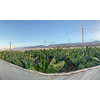 Banana plantation - Banana trees in the garden by the sea, Tenerife, The Canary Islands