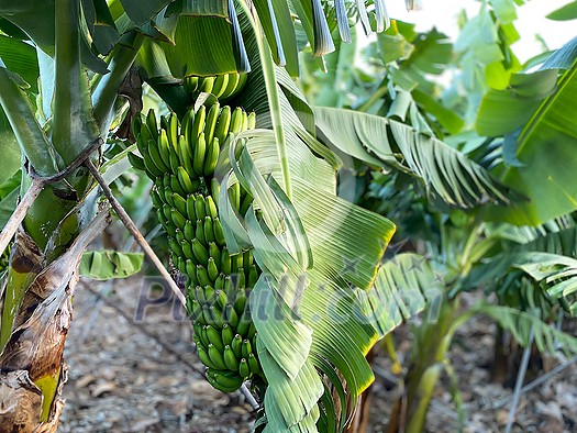 Banana plantation - Banana trees in the garden by the sea, Tenerife, The Canary Islands