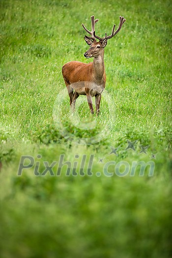 Fallow deer wild ruminant mammal on pasture in summer