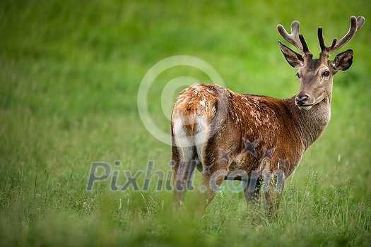 Fallow deer wild ruminant mammal on pasture in summer