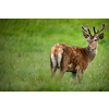 Fallow deer wild ruminant mammal on pasture in summer