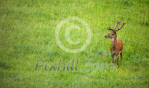 Fallow deer wild ruminant mammal on pasture in summer Fallow deer wild ruminant mammal on pasture in summer