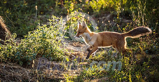 Red fox in its natural habitat - wildlife shot Red fox in its natural habitat - wildlife shot