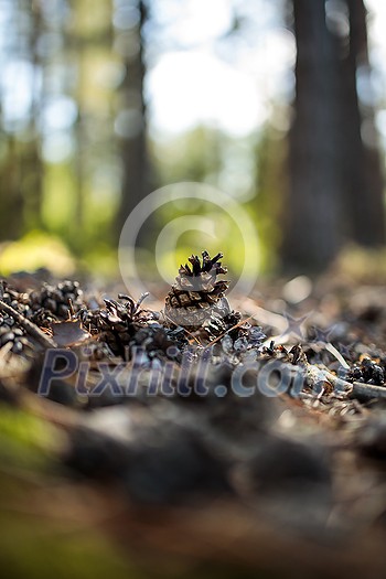 Forest ground covered with cones -  Bunch of pine cones on the ground