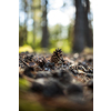 Forest ground covered with cones -  Bunch of pine cones on the ground