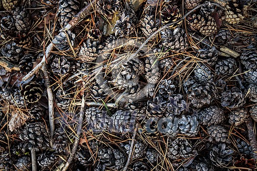 Forest ground covered with cones - Bunch of pine cones on the ground Forest ground covered with cones - Bunch of pine cones on the ground