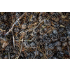 Forest ground covered with cones -  Bunch of pine cones on the ground