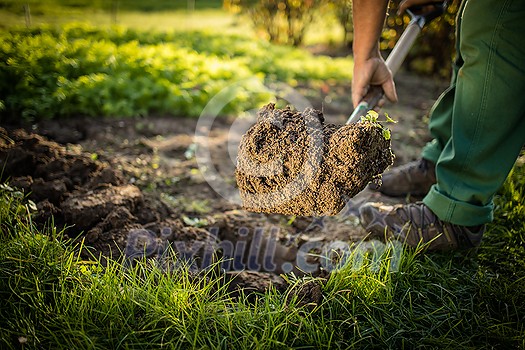 Senior gardener gardening in his permaculture garden - holding a spade Senior gardener gardening in his permaculture garden - holding a spade