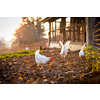 Hen in a farmyard (Gallus gallus domesticus)