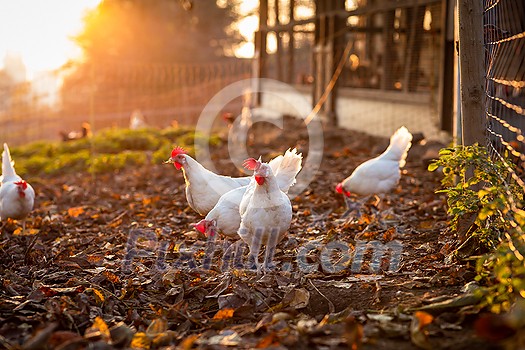 Hen in a farmyard (Gallus gallus domesticus) Hen in a farmyard (Gallus gallus domesticus)