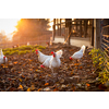 Hen in a farmyard (Gallus gallus domesticus)