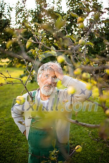 Senior gardenr gardening in his permaculture garden - not happy with the fruit of his labour