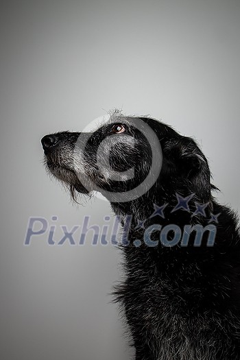 Black dog portrait - fading memory of an awesome friend Black dog portrait - fading memory of an awesome friend