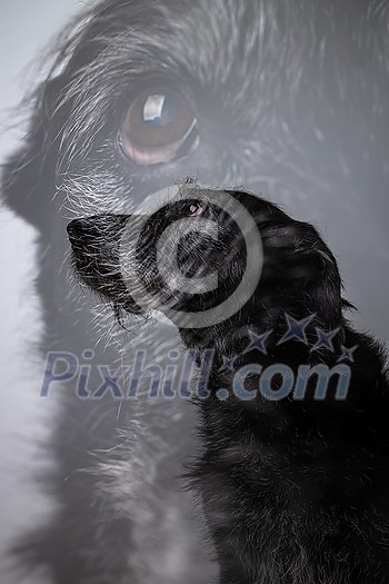 Black dog double exposure portrait - fading memory of an awesome friend Black dog double exposure portrait - fading memory of an awesome friend