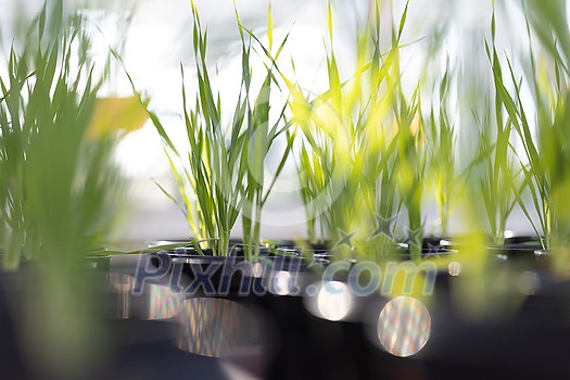 Genetic modification GMO. Young green barley growing in a research center. Genetically modified food. Crops with improved DNA. Genetic modification GMO. Young green barley growing in a research center. Genetically modified food. Crops with improved DNA.