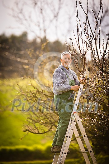 Senior gardener gardening in his permaculture garden - getting ready for the season, carrying out the necessary springtime tasks Senior gardener gardening in his permaculture garden - getting ready for the season, carrying out the necessary springtime tasks