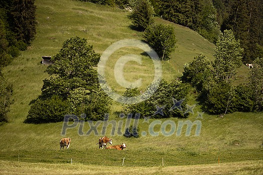 Cows grazing on a lovely green pasture Cows grazing on a lovely green pasture