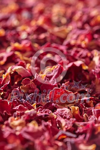 Close up of natural pink rose petals with soft focus, full frame, vertical wallpaper. Romantic backdrop with dried flowers.