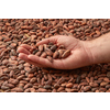Crop hand of mal with pile of organic raw unpeeled beans of Theobroma cacao tree
