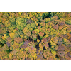 Beautiful view from drone over forest in autumn season. Colorful fall leaves on trees. Natural wallpaper and backdrop.