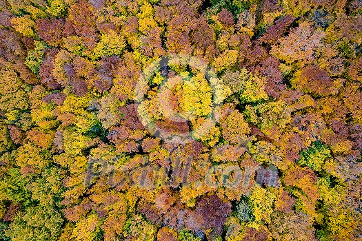 Natural background of forest area with colorful trees during autumn season. Top aerial view from drone on beautiful woodland. Natural background of forest area with colorful trees during autumn season. Top aerial view from drone on beautiful woodland.