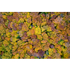 Natural background of forest area with colorful trees during autumn season. Top aerial view from drone on beautiful woodland.