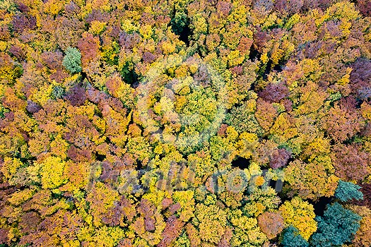 Beautiful autumn deciduous forest with colorful trees from drone view. Natural seamless pattern. Beautiful autumn deciduous forest with colorful trees from drone view. Natural seamless pattern.