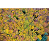 Beautiful autumn deciduous forest with colorful trees from drone view. Natural seamless pattern.