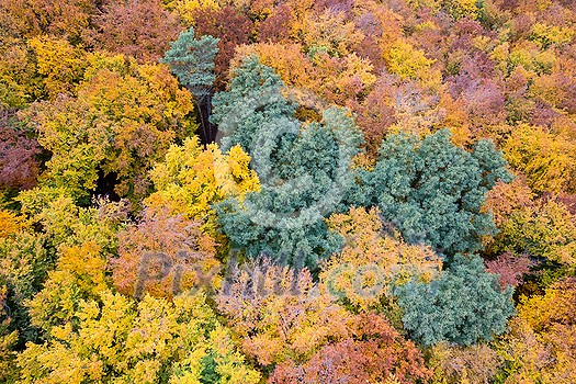 Aerial drone view of beautiful forest landscape with colorful fall leaves on trees. Seamless pattern of seasonal nature. Aerial drone view of beautiful forest landscape with colorful fall leaves on trees. Seamless pattern of seasonal nature.