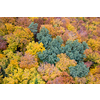 Aerial drone view of beautiful forest landscape with colorful fall leaves on trees. Seamless pattern of seasonal nature.