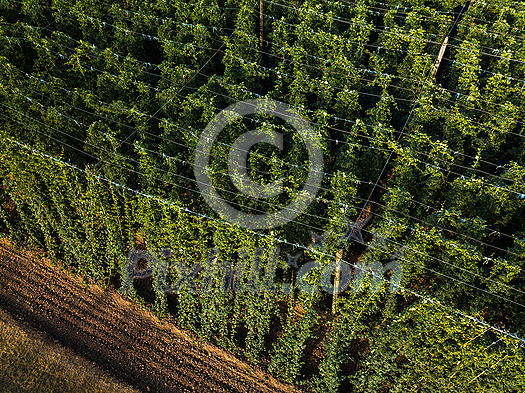 Hops being grown on a field - necessary ingredient for beer brewing
