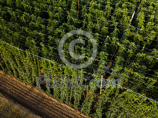 Hops being grown on a field - necessary ingredient for beer brewing Hops being grown on a field - necessary ingredient for beer brewing