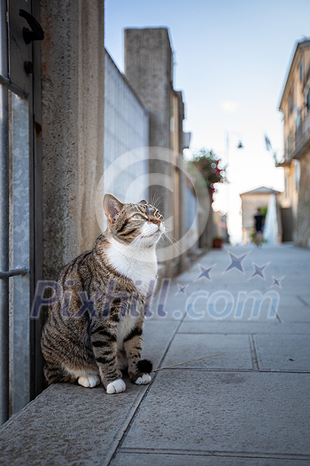 Cure cat in the streets of a small Italian town