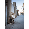 Cure cat in the streets of a small Italian town
