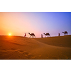 Indian cameleers (camel driver) bedouin with camel silhouettes in sand dunes of Thar desert on sunset. Caravan in Rajasthan travel tourism background safari adventure. Jaisalmer, Rajasthan, India