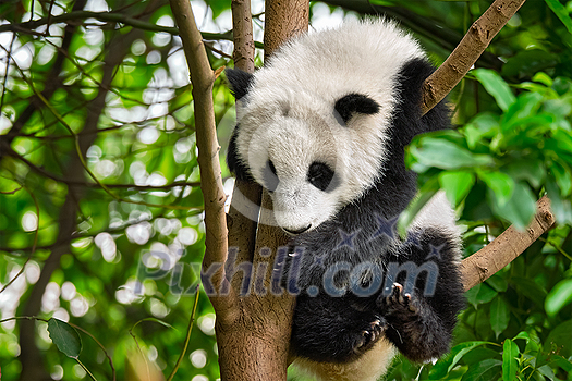 Chinese tourist symbol and attraction - cute giant panda bear cub on tree. Chengdu, Sichuan, China Chinese tourist symbol and attraction - cute giant panda bear cub on tree. Chengdu, Sichuan, China