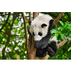 Chinese tourist symbol and attraction - cute giant panda bear cub on tree. Chengdu, Sichuan, China