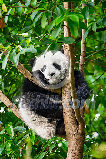 Chinese tourist symbol and attraction - cute giant panda bear cub on tree. Chengdu, Sichuan, China