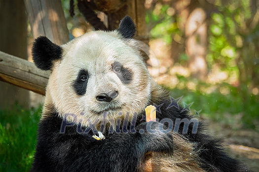Chinese tourist symbol and attraction - giant panda bear eating bamboo. Chengdu, Sichuan, China Chinese tourist symbol and attraction - giant panda bear eating bamboo. Chengdu, Sichuan, China